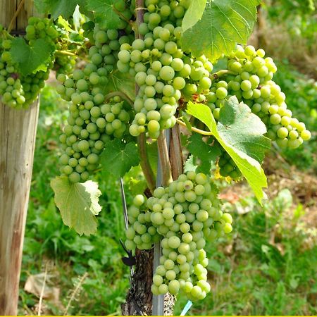 شقة Auszeit هاغنو المظهر الخارجي الصورة